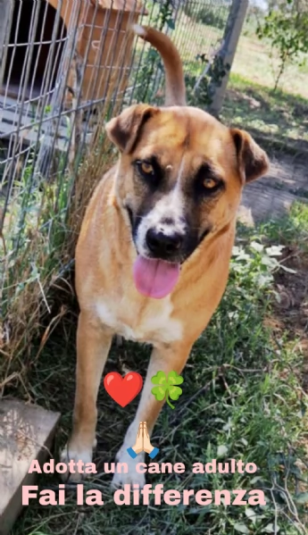 Tare una dolce cagnolina in attesa di una famiglia  | Foto 4