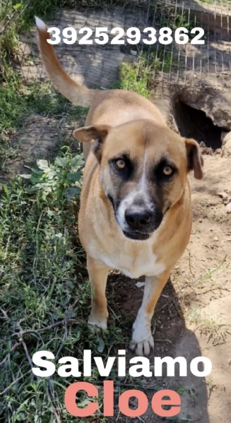Tare una dolce cagnolina in attesa di una famiglia  | Foto 3