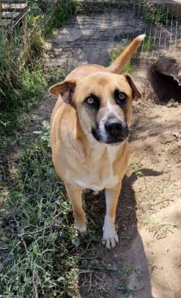 Tare una dolce cagnolina in attesa di una famiglia  | Foto 0