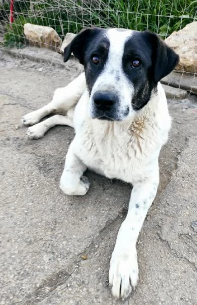 Speedy,bellissimo e meraviglioso &egrave; ancora in canile  | Foto 6