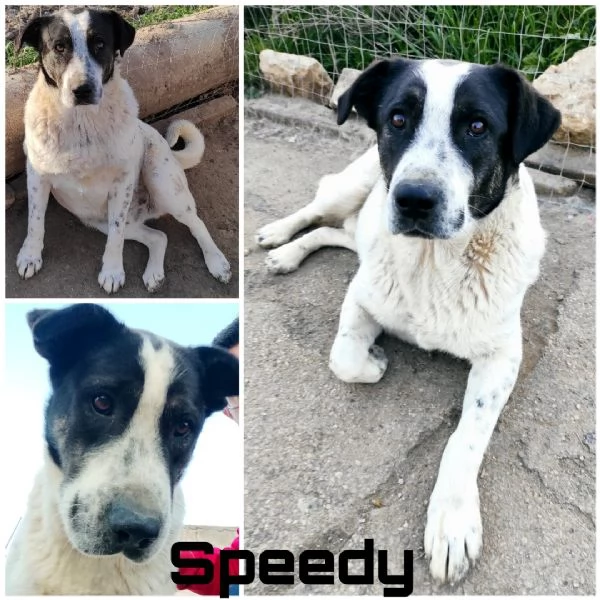 Speedy,bellissimo e meraviglioso &egrave; ancora in canile 