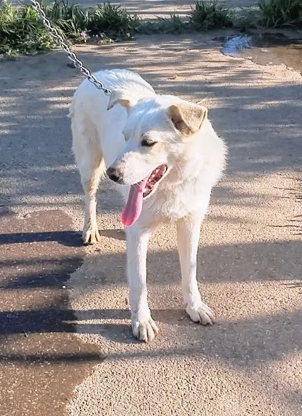 Roger ti aspetta ancora.. sceglilo e portalo a casa  | Foto 6