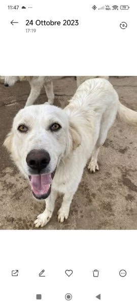 Roger ti aspetta ancora.. sceglilo e portalo a casa  | Foto 5
