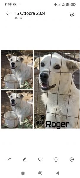 Roger ti aspetta ancora.. sceglilo e portalo a casa 