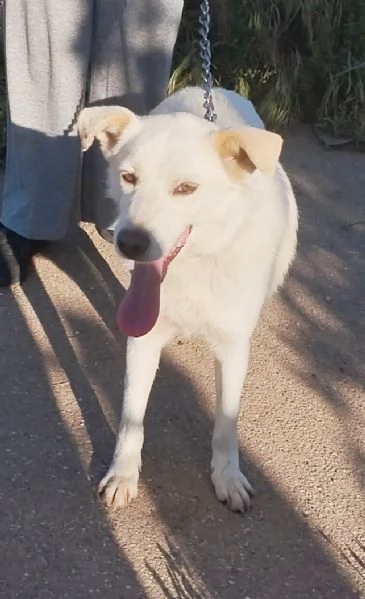 Roger ti aspetta ancora.. sceglilo e portalo a casa  | Foto 4