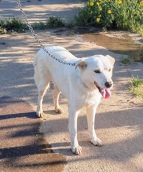 Roger ti aspetta ancora.. sceglilo e portalo a casa  | Foto 2