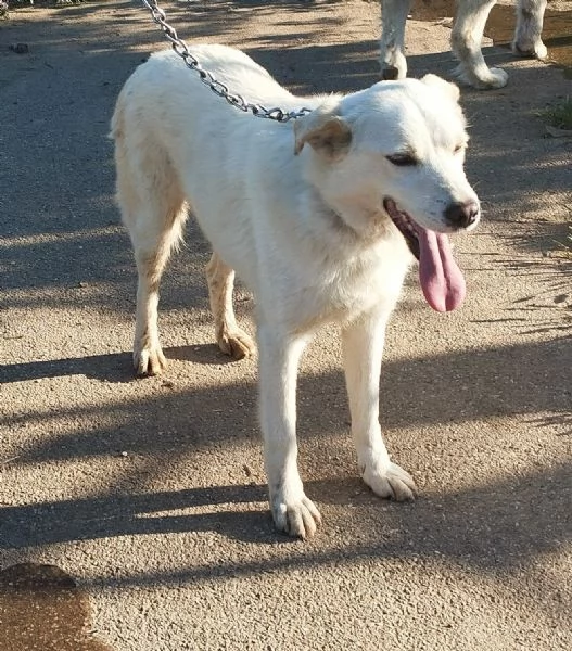 Roger ti aspetta ancora.. sceglilo e portalo a casa  | Foto 1