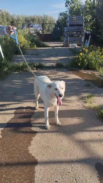 Roger ti aspetta ancora.. sceglilo e portalo a casa  | Foto 0