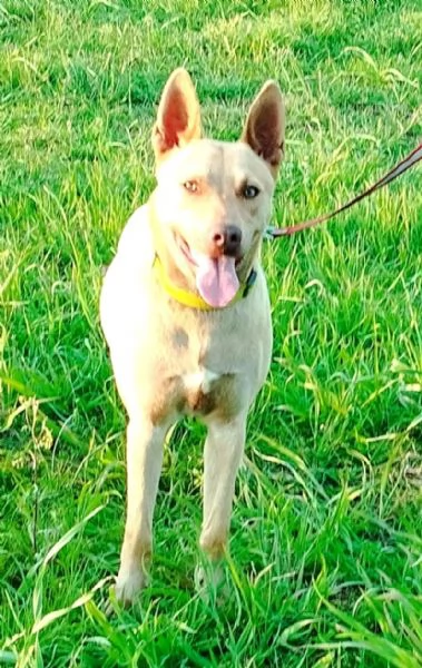 Un dolcissimo amico fedele in adozione  | Foto 6