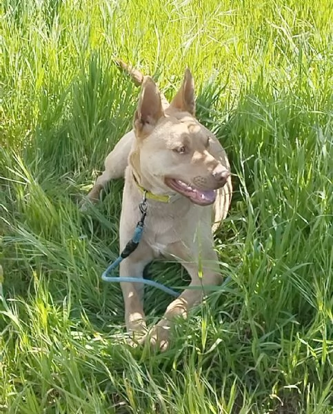 Un dolcissimo amico fedele in adozione  | Foto 5