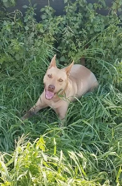 Un dolcissimo amico fedele in adozione  | Foto 4