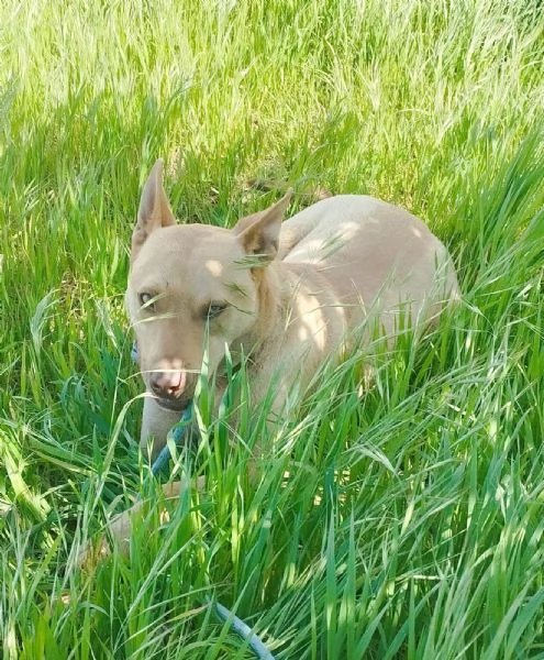 Un dolcissimo amico fedele in adozione  | Foto 3