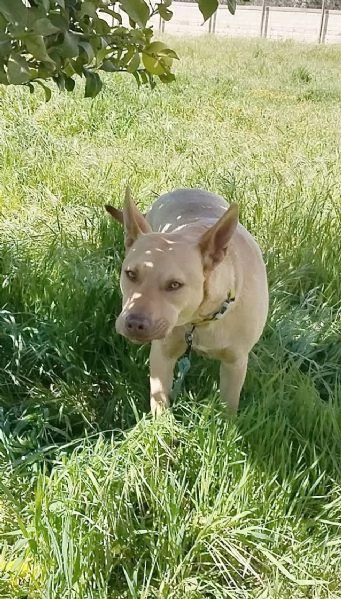 Un dolcissimo amico fedele in adozione  | Foto 2