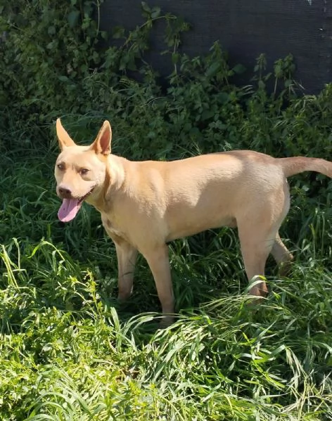 Un dolcissimo amico fedele in adozione  | Foto 1