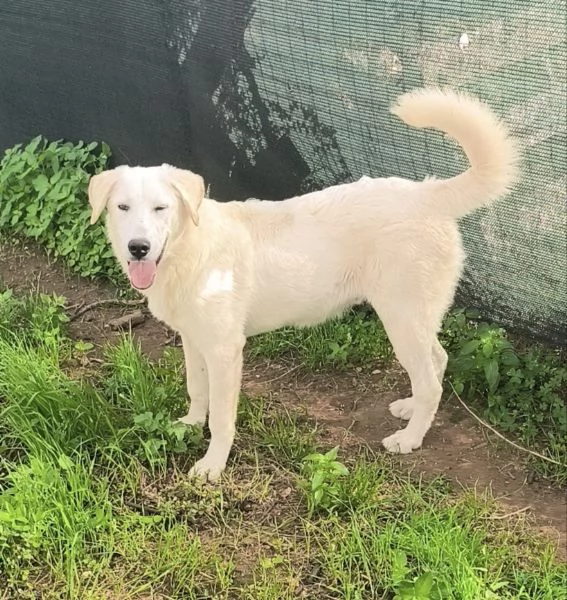 C'è una famiglia che adotti questo bellissimo cagnolino? | Foto 6