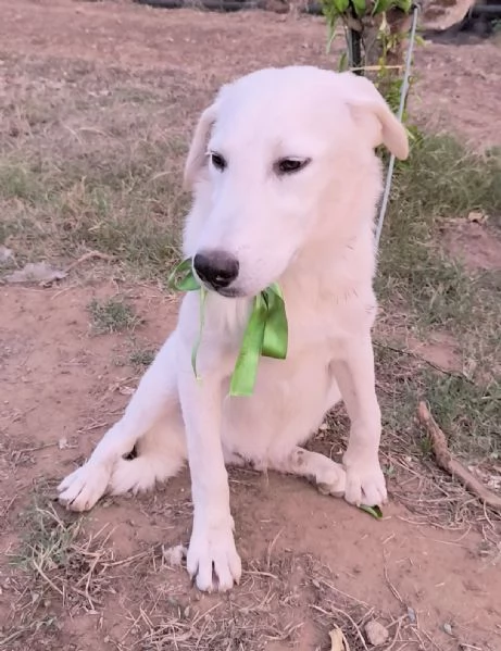 C'è una famiglia che adotti questo bellissimo cagnolino? | Foto 5