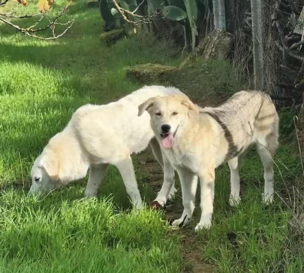 C'è una famiglia che adotti questo bellissimo cagnolino? | Foto 4