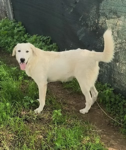C'è una famiglia che adotti questo bellissimo cagnolino? | Foto 3