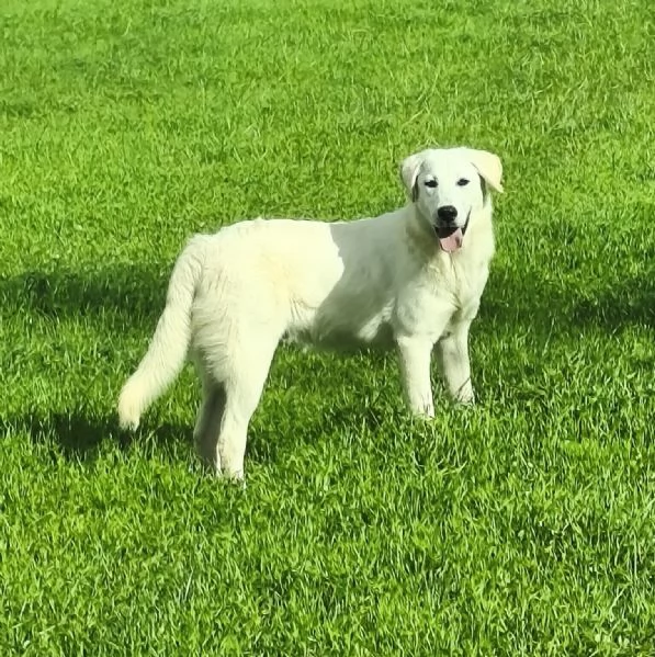 C'è una famiglia che adotti questo bellissimo cagnolino?