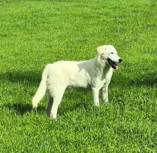 C'è una famiglia che adotti questo bellissimo cagnolino? | Foto 2