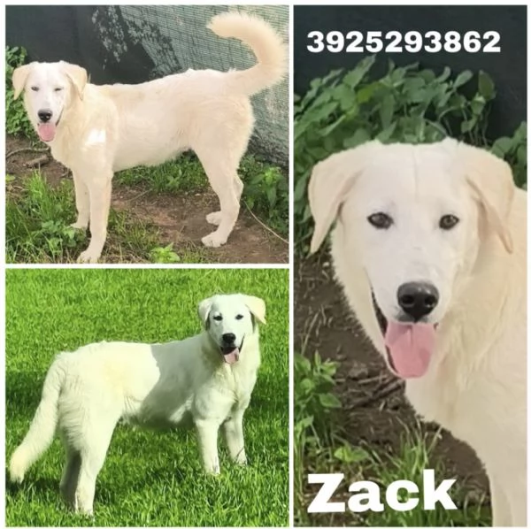 C'è una famiglia che adotti questo bellissimo cagnolino? | Foto 1