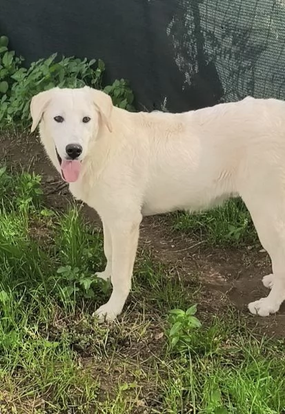C'è una famiglia che adotti questo bellissimo cagnolino? | Foto 0