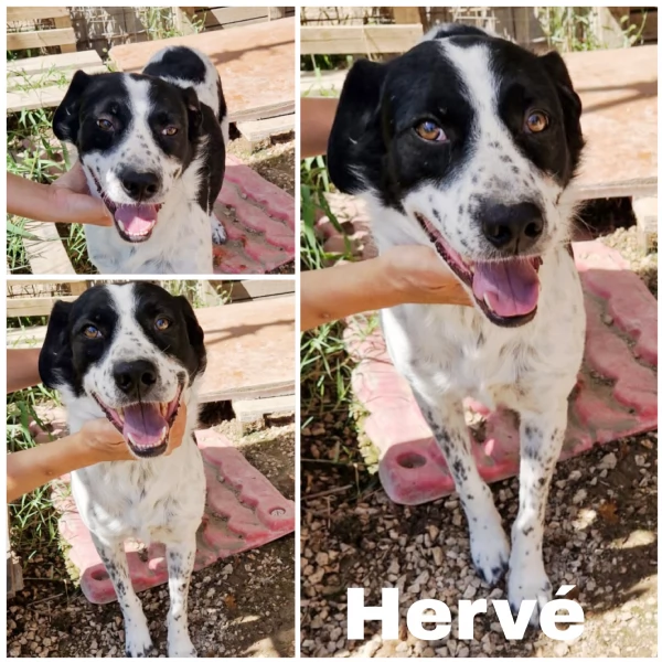 Ha atteso abbastanza c'è una famiglia per Hervé! cane in adozione