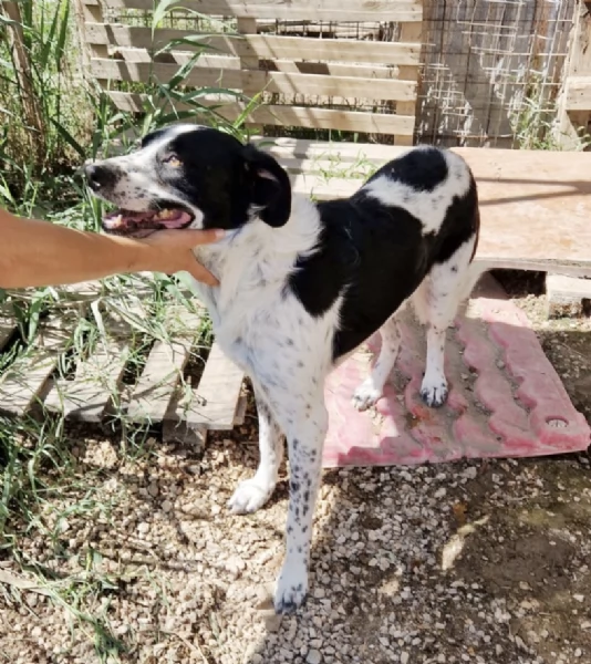 Ha atteso abbastanza c'è una famiglia per Hervé! cane in adozione | Foto 6