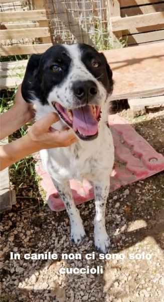 Ha atteso abbastanza c'è una famiglia per Hervé! cane in adozione | Foto 5