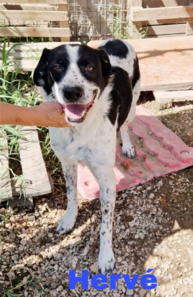 Ha atteso abbastanza c'è una famiglia per Hervé! cane in adozione | Foto 4