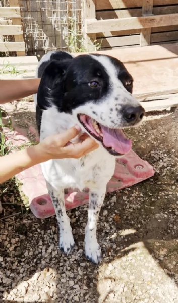 Ha atteso abbastanza c'è una famiglia per Hervé! cane in adozione | Foto 3