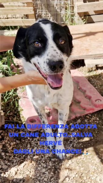 Ha atteso abbastanza c'è una famiglia per Hervé! cane in adozione | Foto 2