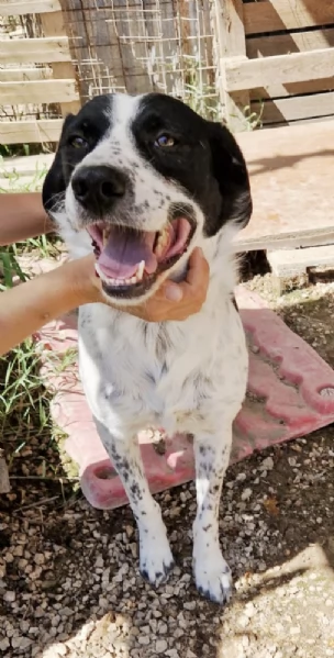 Ha atteso abbastanza c'è una famiglia per Hervé! cane in adozione | Foto 1