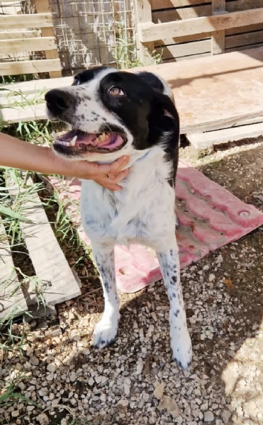 Ha atteso abbastanza c'è una famiglia per Hervé! cane in adozione | Foto 0