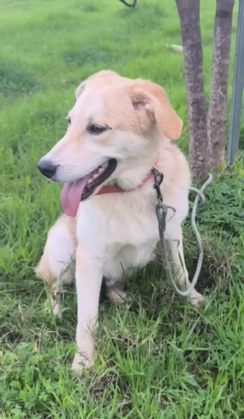 Cagnolino in adozione cerca la sua famiglia  | Foto 5