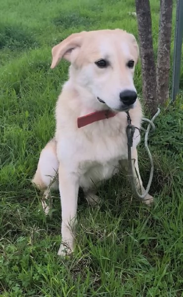 Cagnolino in adozione cerca la sua famiglia  | Foto 4