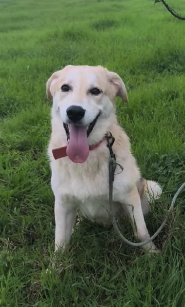 Cagnolino in adozione cerca la sua famiglia  | Foto 1