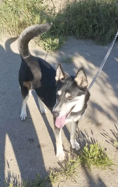 Lily simil husky taglia media contenuta in adozione  | Foto 5