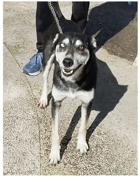 Lily simil husky taglia media contenuta in adozione  | Foto 4