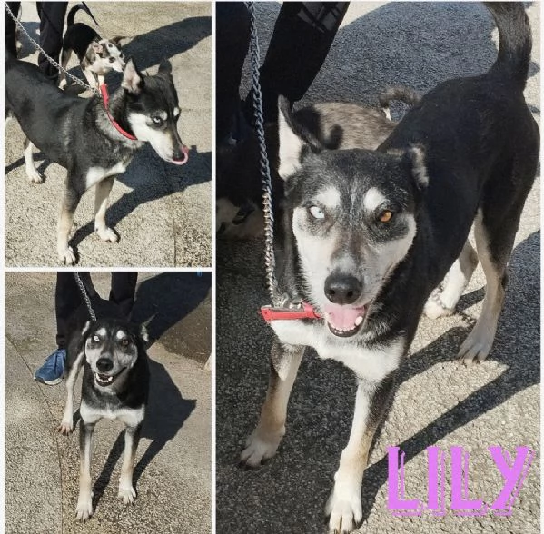 Lily simil husky taglia media contenuta in adozione 
