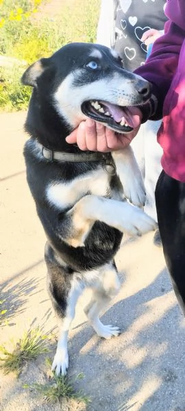 Lily simil husky taglia media contenuta in adozione  | Foto 1