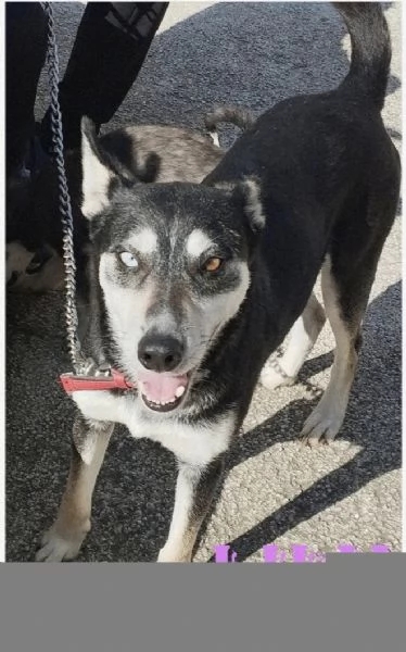 Lily simil husky taglia media contenuta in adozione  | Foto 0