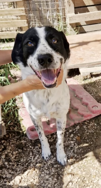 Una casa per Herv&eacute; Breton in adozione  | Foto 3