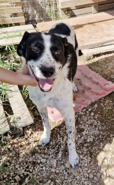 Una casa per Herv&eacute; Breton in adozione  | Foto 1