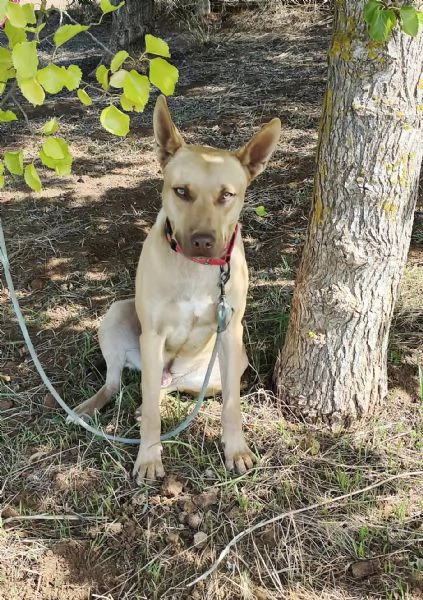 Marley &egrave; ancora qui che attende di trovare casa