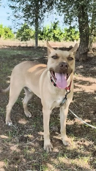 Marley &egrave; ancora qui che attende di trovare casa | Foto 6