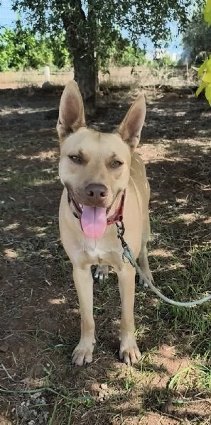 Marley &egrave; ancora qui che attende di trovare casa | Foto 5