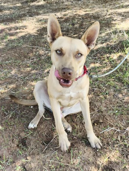 Marley &egrave; ancora qui che attende di trovare casa | Foto 4