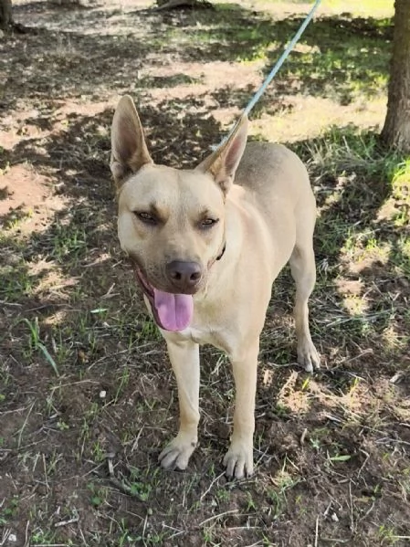 Marley &egrave; ancora qui che attende di trovare casa | Foto 3