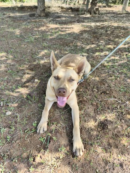 Marley &egrave; ancora qui che attende di trovare casa | Foto 2